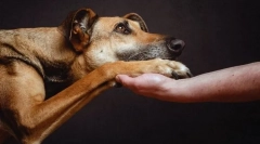 Jak pomóc psa przetrwała samotność, jeśli właściciel jest stale zajęty w pracy